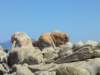 tourcastagna2_small.jpg